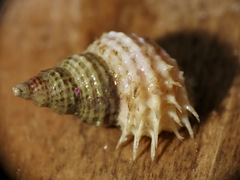 Trichotropis cancellata