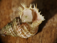 Trichotropis cancellata