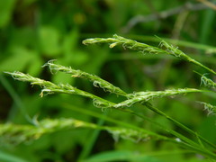 Carex deweyana