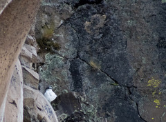 Geranoaetus polyosoma polyosoma