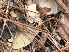 Dasymutilla munifica