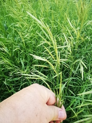 Bromus inermis