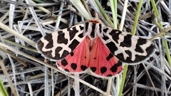 Palearctia mongolica