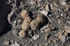 Rosulatae