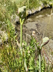 Angelica capitellata