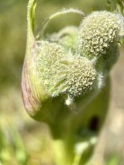 Angelica capitellata
