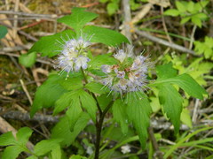 Hydrophyllum fendleri
