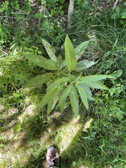 Calycomyza flavinotum