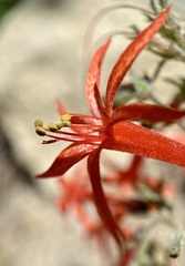 Penstemon rostriflorus