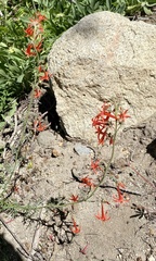 Penstemon rostriflorus