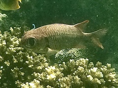 Myripristis violacea