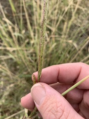 Eriochloa
