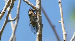Clidophleps