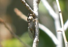 Clidophleps