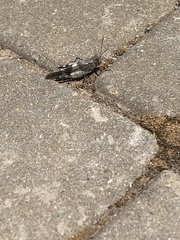Oedipoda