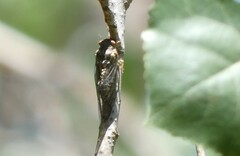 Clidophleps
