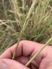 Eriochloa