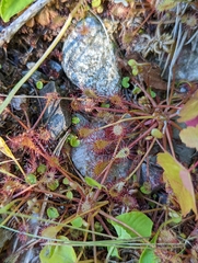 Drosera rotundifolia
