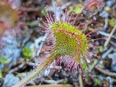 Drosera rotundifolia