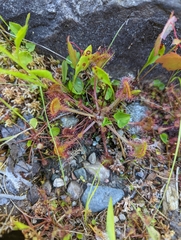 Drosera rotundifolia