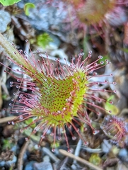 Drosera rotundifolia
