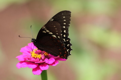 Papilio menatius