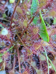 Drosera rotundifolia
