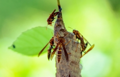 Polistes instabilis