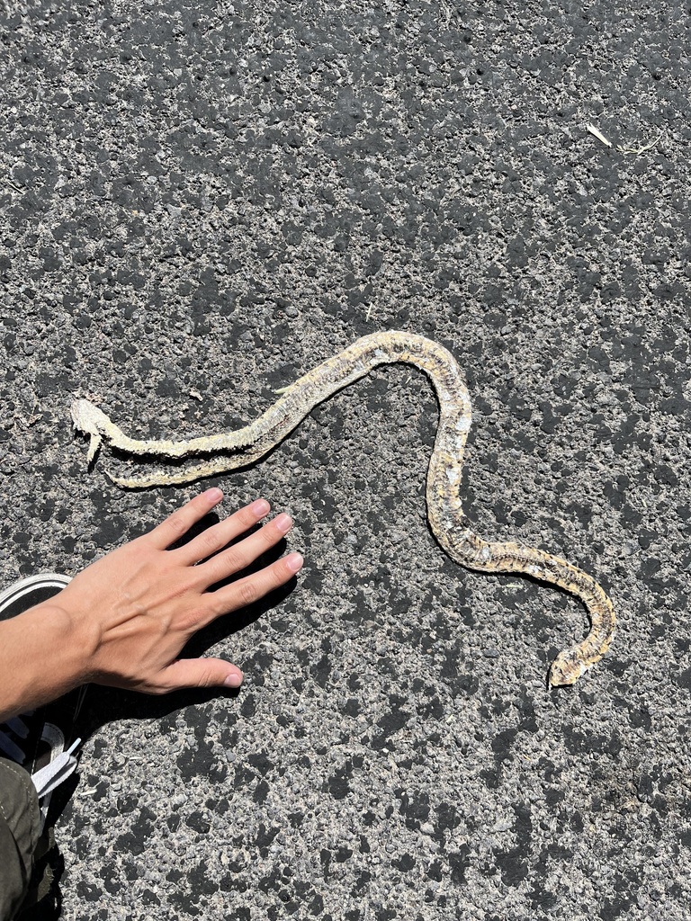 Great Basin Gopher Snake