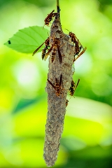 Polistes instabilis