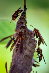 Polistes instabilis