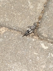 Oedipoda