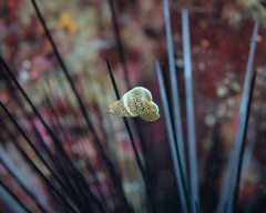 Anampses chrysocephalus