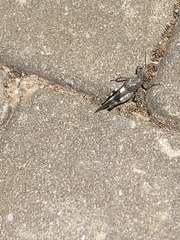 Oedipoda