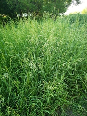 Bromus inermis