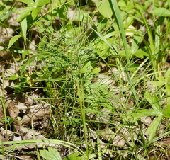 Equisetum fluviatile