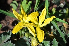 Apodanthera undulata