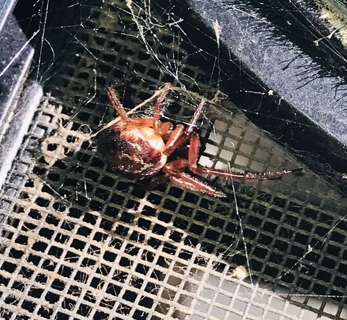 Ledebouria megaphylla (Hankey ex J.M.H.Shaw) van Jaarsv. & Eggli