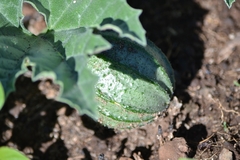 Apodanthera undulata