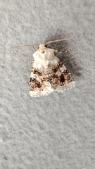 Hadena aberrans