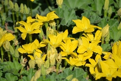 Apodanthera undulata