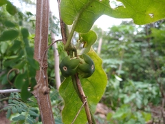 Macroscepis yucatanensis