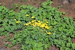 Apodanthera undulata