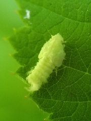 Flatormenis proxima