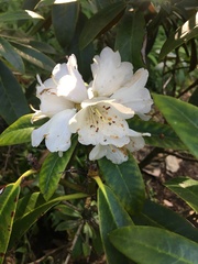 Rhododendron yakushimanum