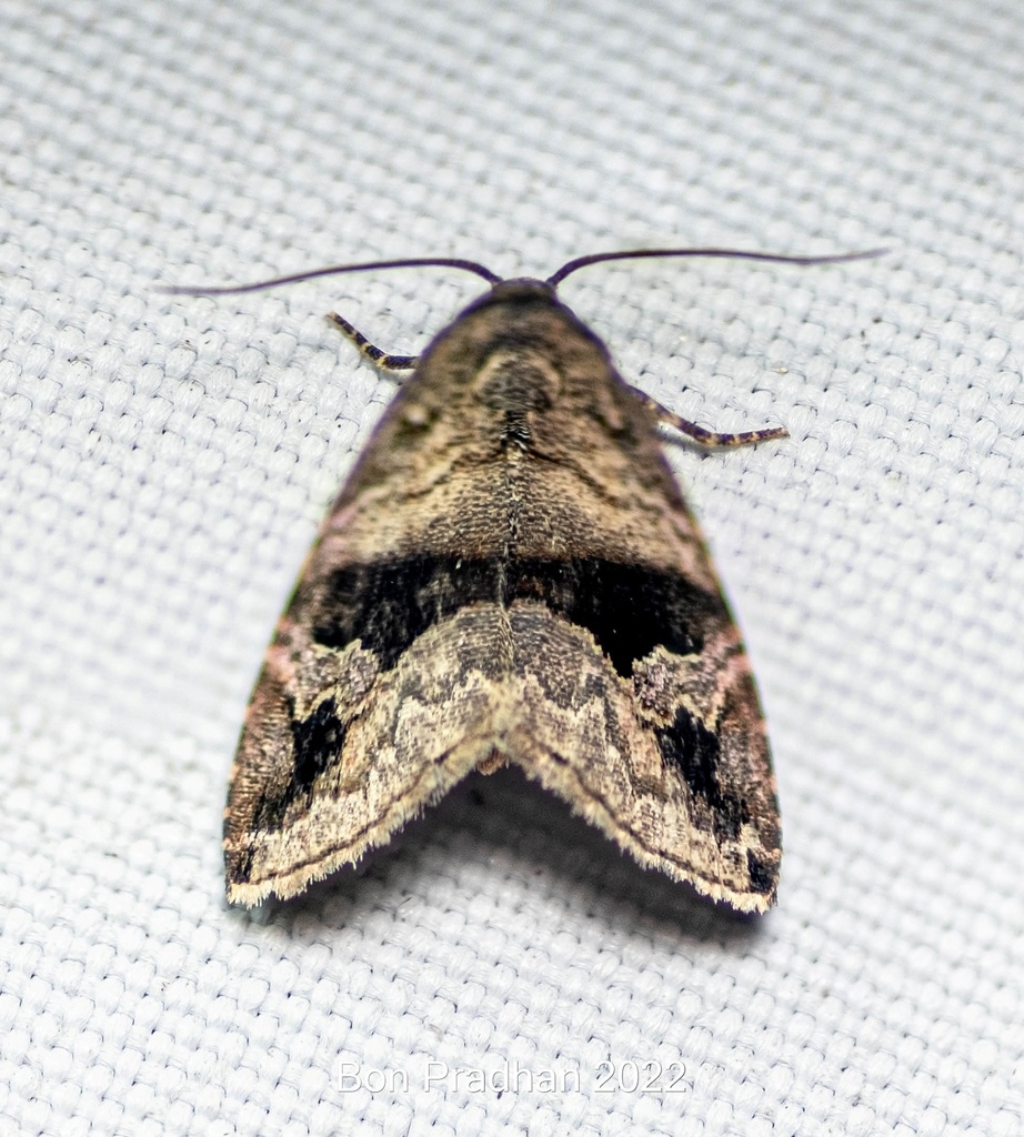 Ozarba incondita