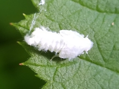 Flatormenis proxima