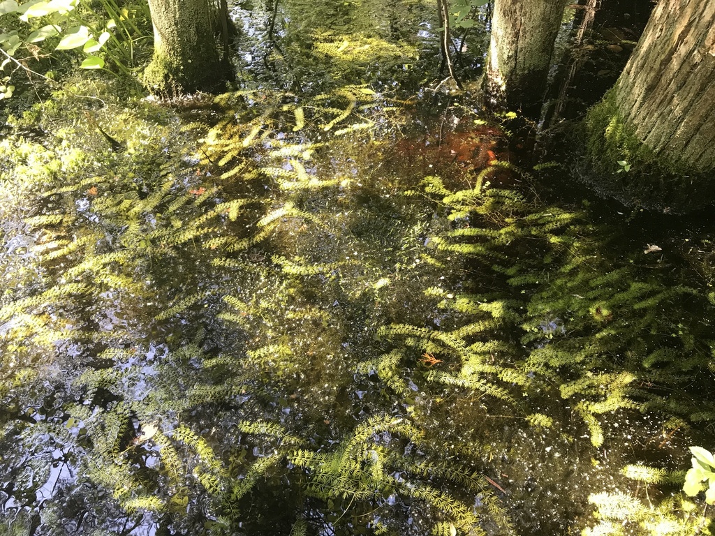 Utricularia intermedia Hayne 2