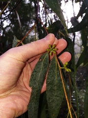 Eucalyptus cephalocarpa