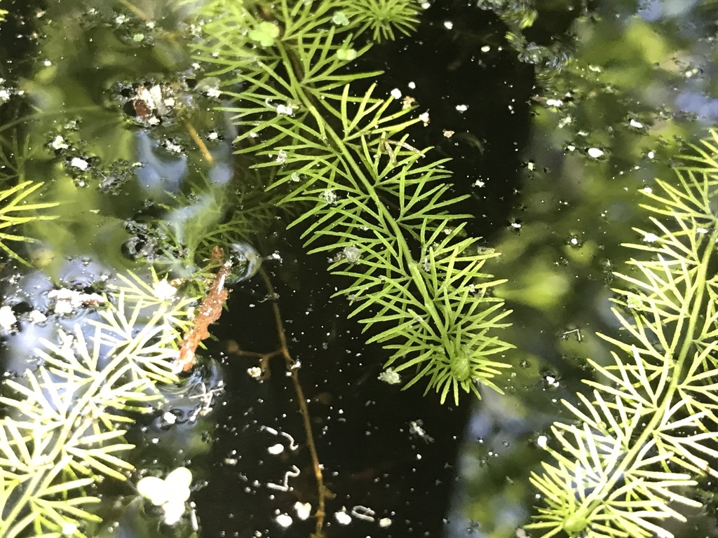 Utricularia intermedia Hayne